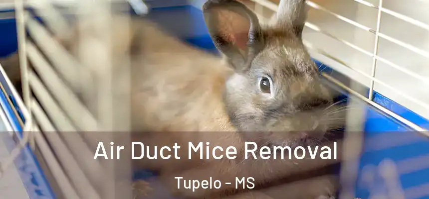 Air Duct Mice Removal Tupelo - MS