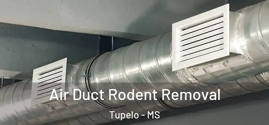  Air Duct Rodent Removal Tupelo - MS